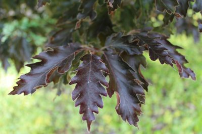Fagus sylvatica 'Rohanii' - buk obecný lesní - jarní listy 2)